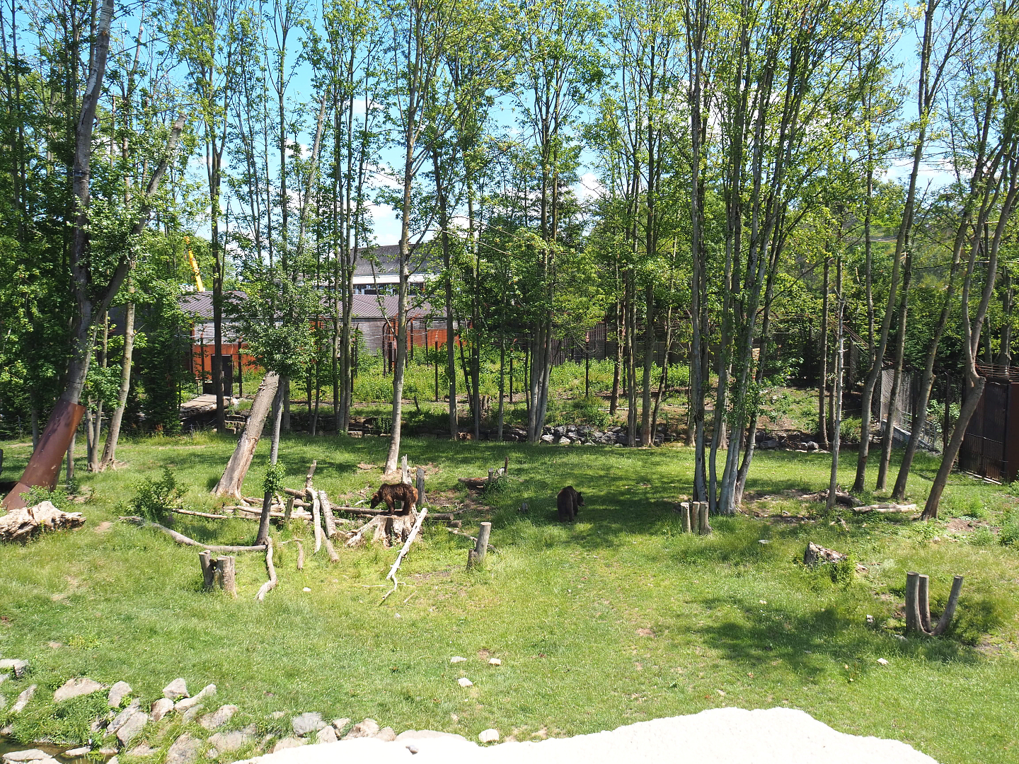 Eurasian brown bear and Eurasian grey wolf exhibit, 2022-06-28