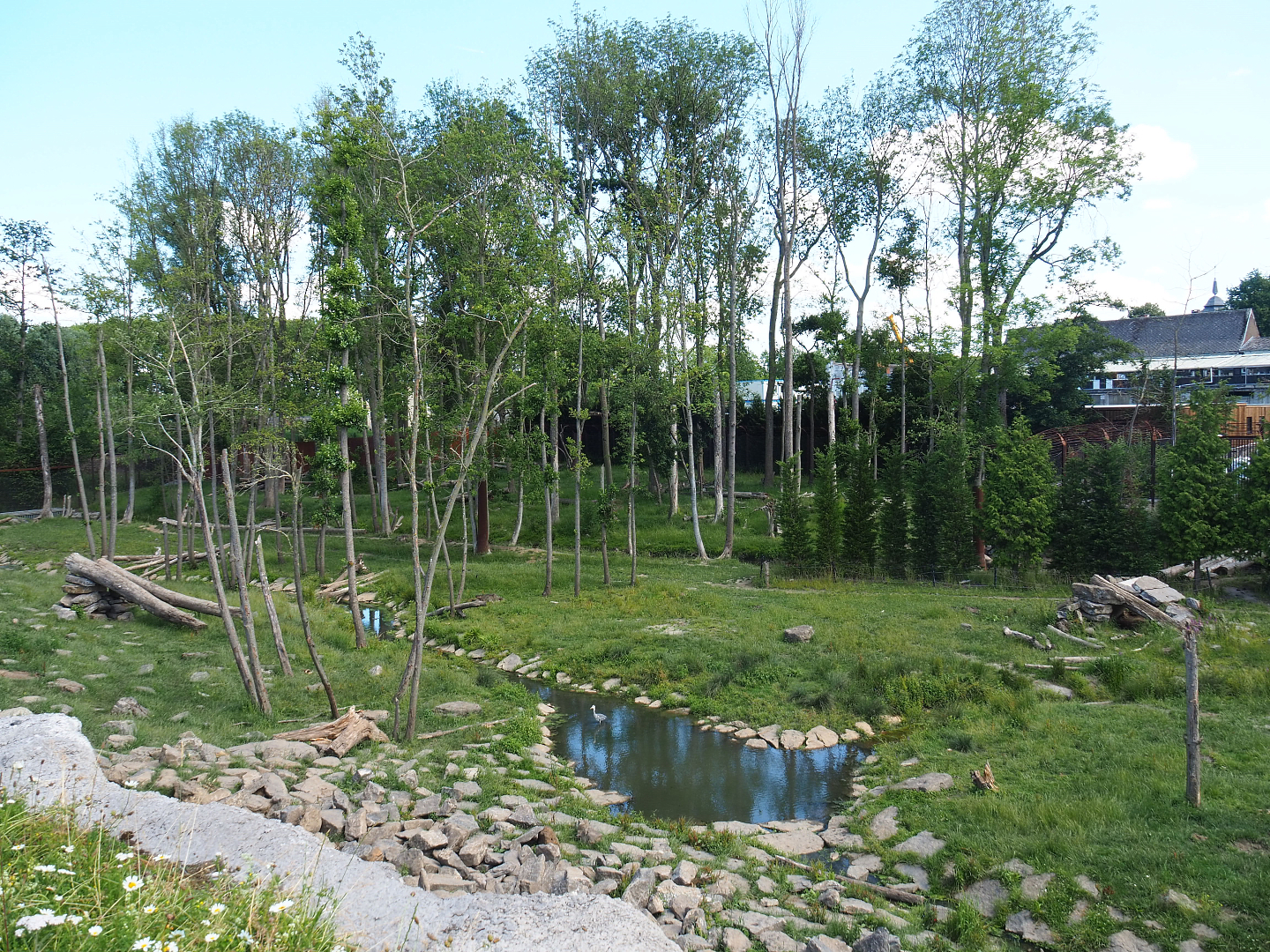 Eurasian brown bear and Eurasian grey wolf exhibit, 2022-06-28