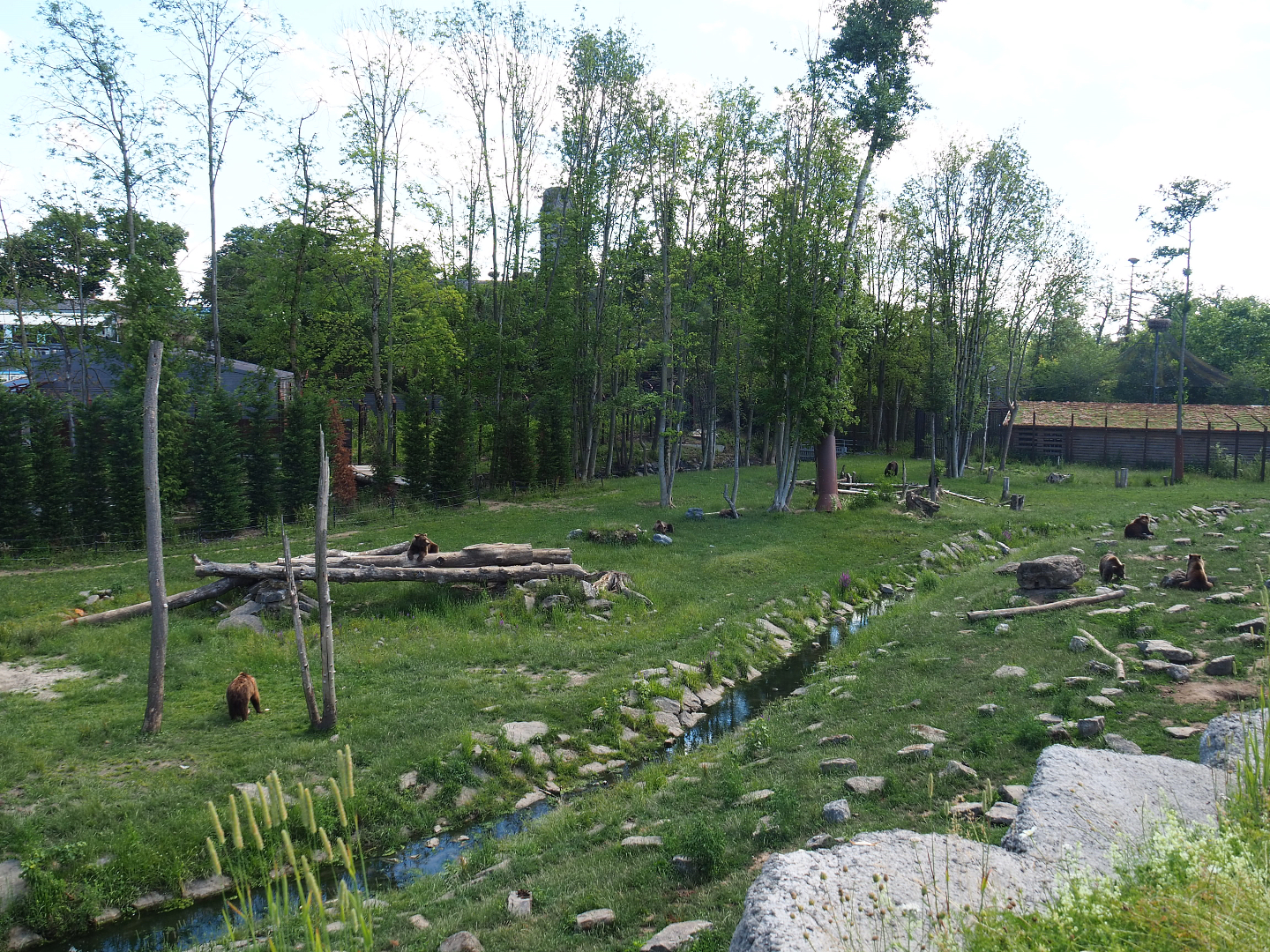 Eurasian brown bear and Eurasian grey wolf exhibit, 2022-06-28