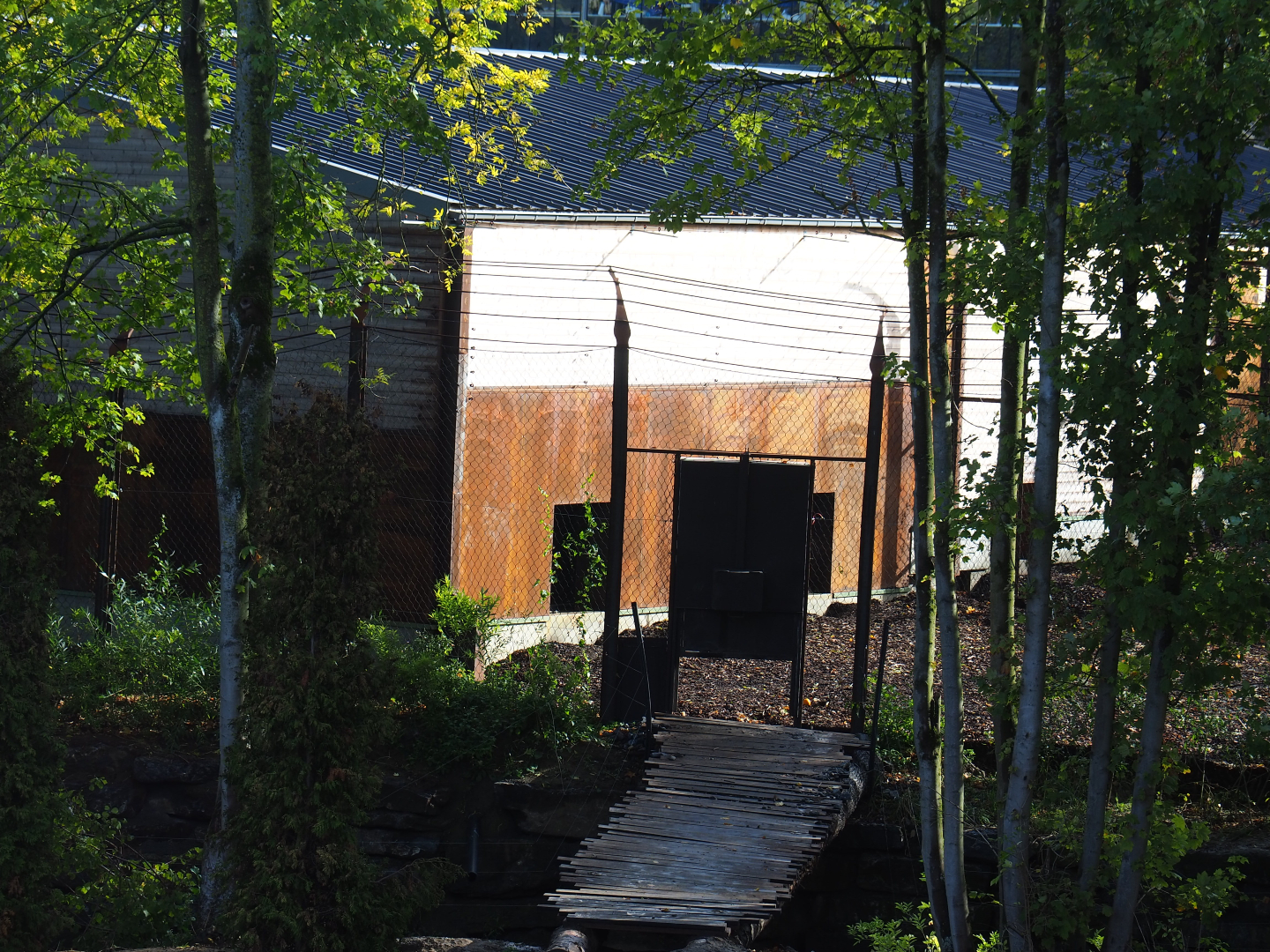 Eurasian brown bear and Eurasian grey wolf holding building, 2019-10-04