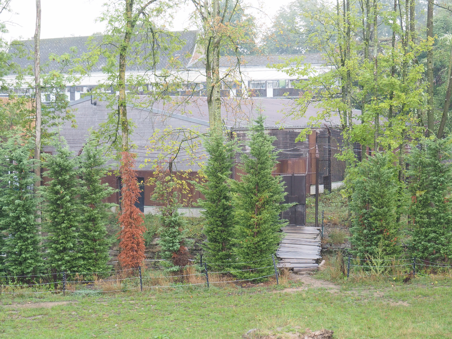 Eurasian brown bear and Eurasian grey wolf holding building and pens, 2022-09-15