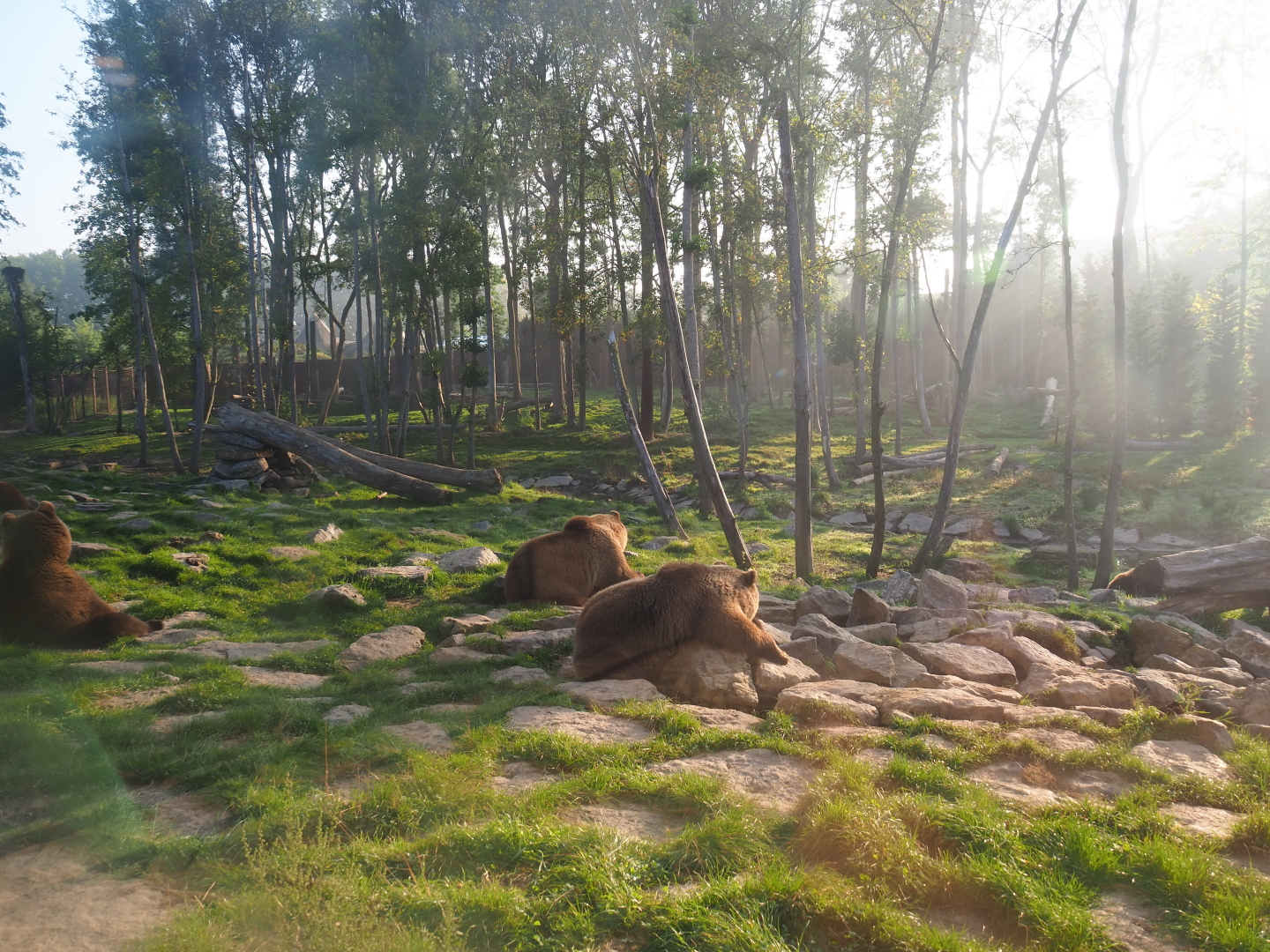Eurasian brown bear and Eurasian wolf exhibit seen from the viewing cave, 2021-09-03