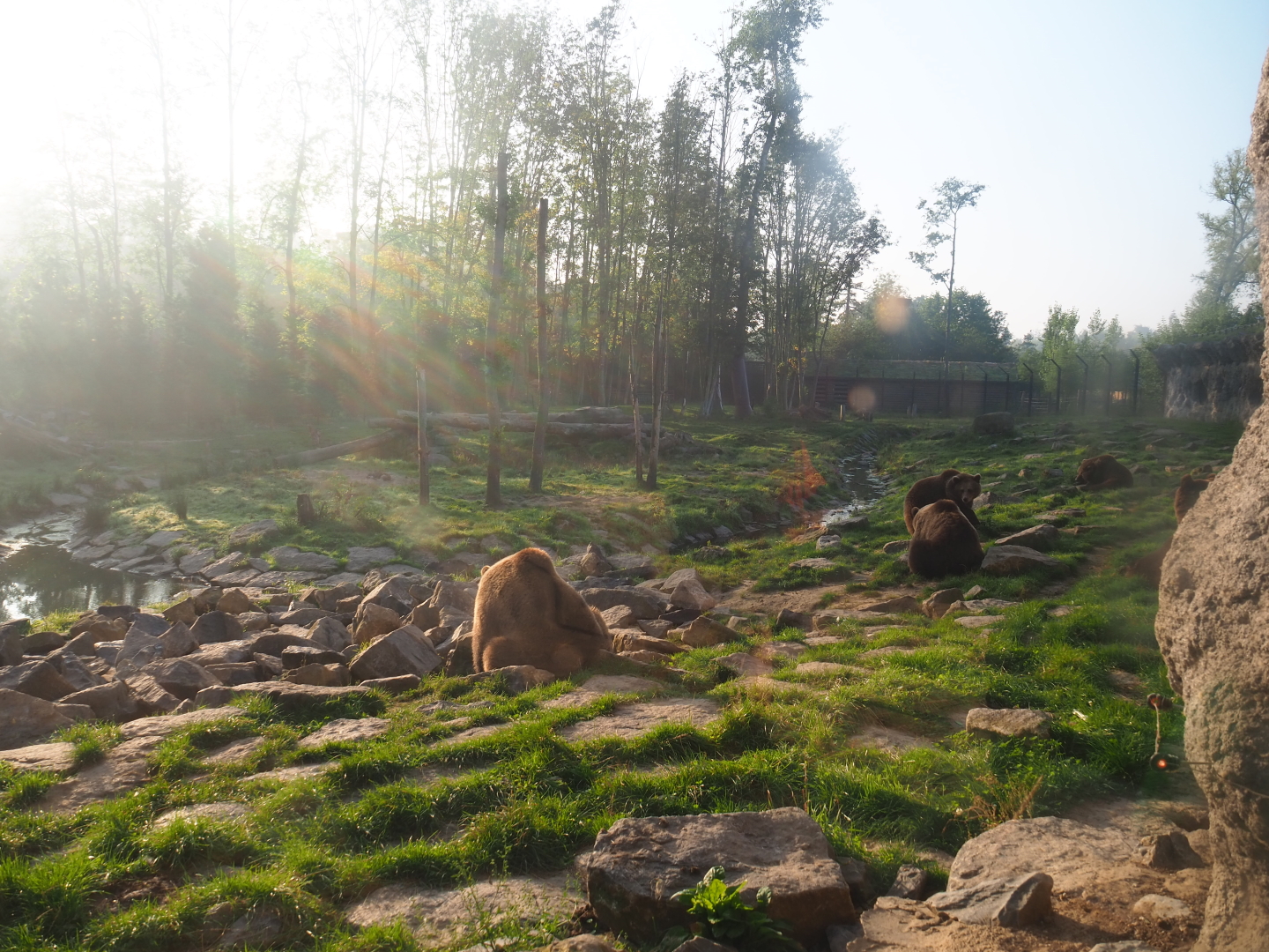 Eurasian brown bear and Eurasian wolf exhibit seen from the viewing cave, 2021-09-03