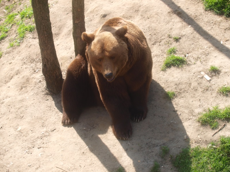 Eurasian brown bear (April 19th, 2015)