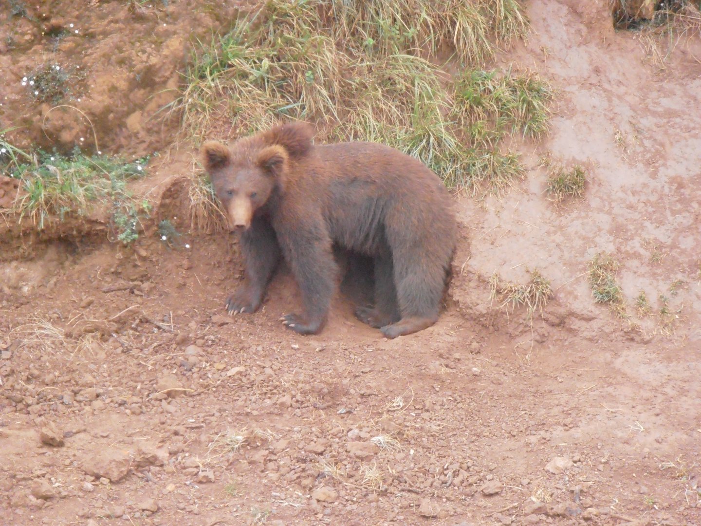 Eurasian brown bear (Cabarceno 2013)