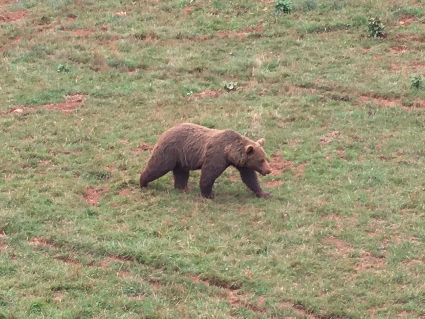 Eurasian brown bear-Cabarceno 2019
