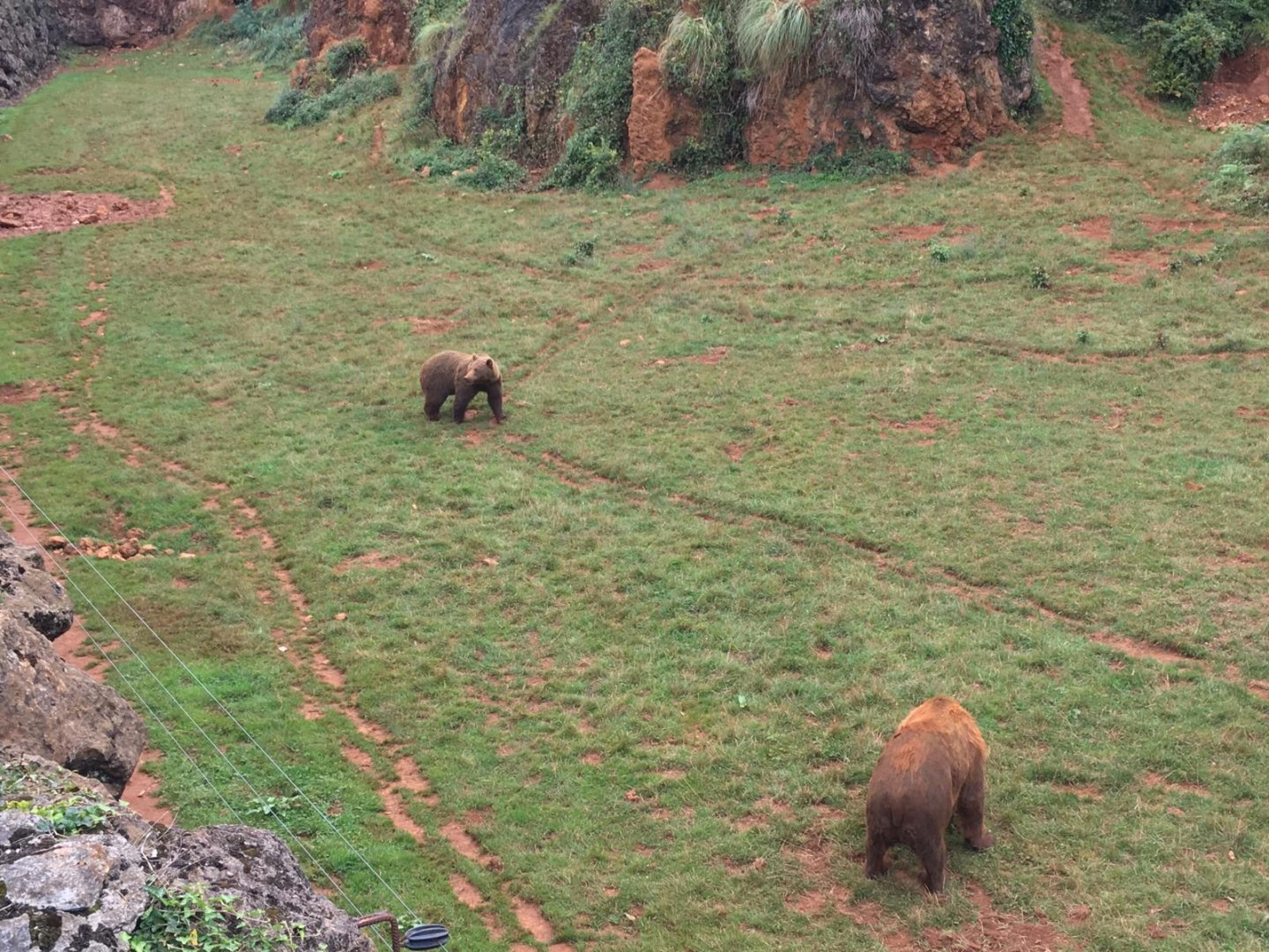 Eurasian brown bear-Cabarceno 2019