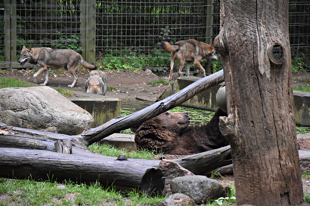Eurasian Brown Bear & Eurasian Wolf