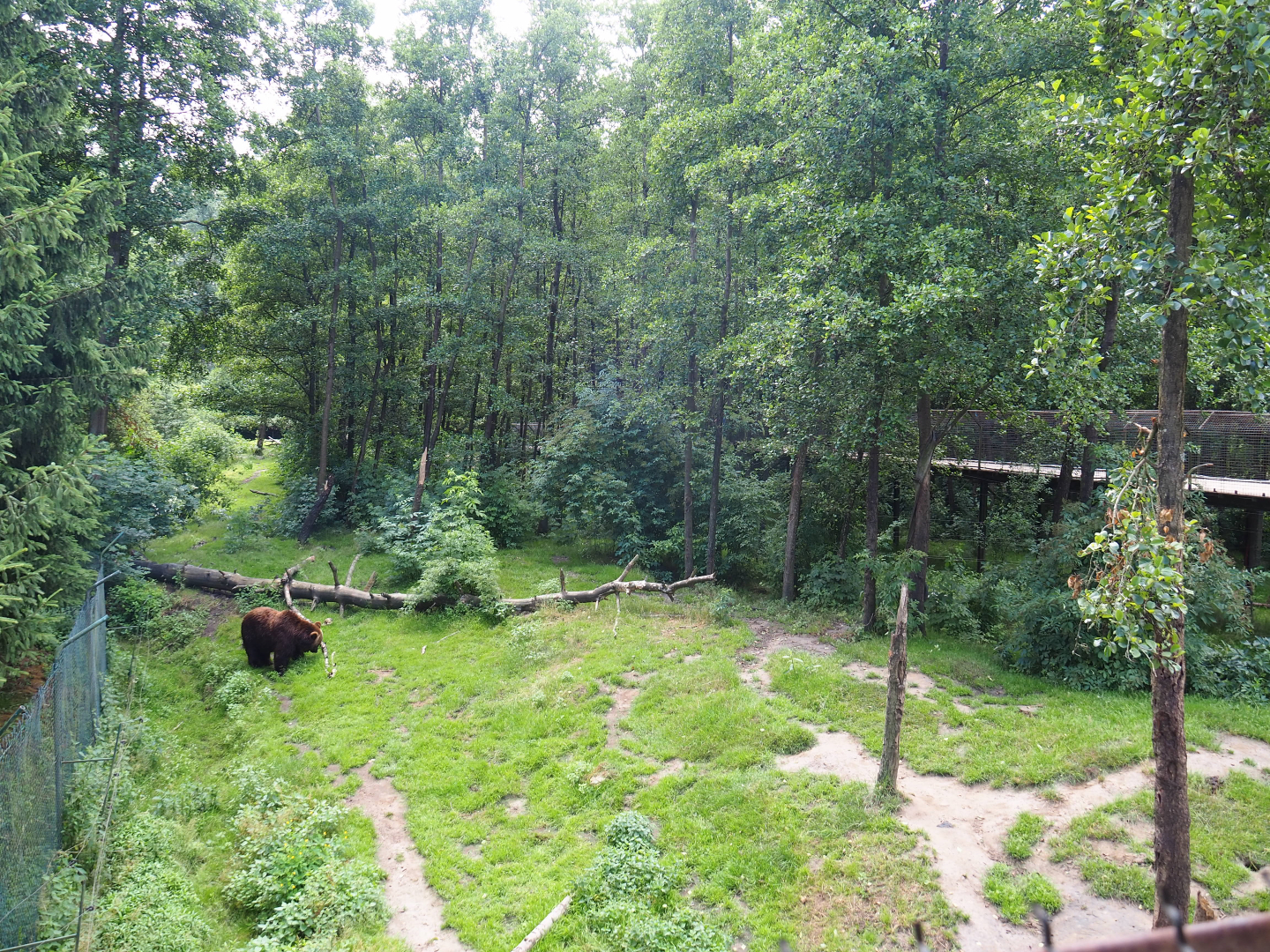 Eurasian brown bear exhibit, 2020-06-20