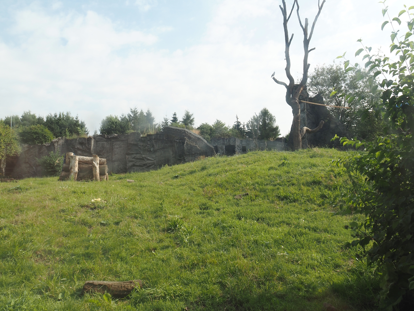 Eurasian brown bear exhibit, 2024-08-05