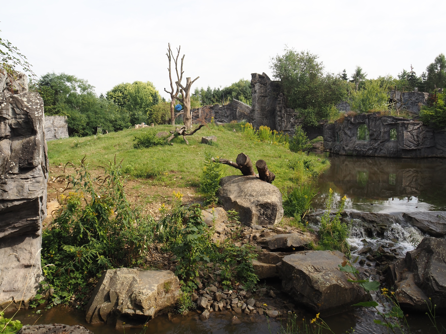 Eurasian brown bear exhibit, 2024-08-05