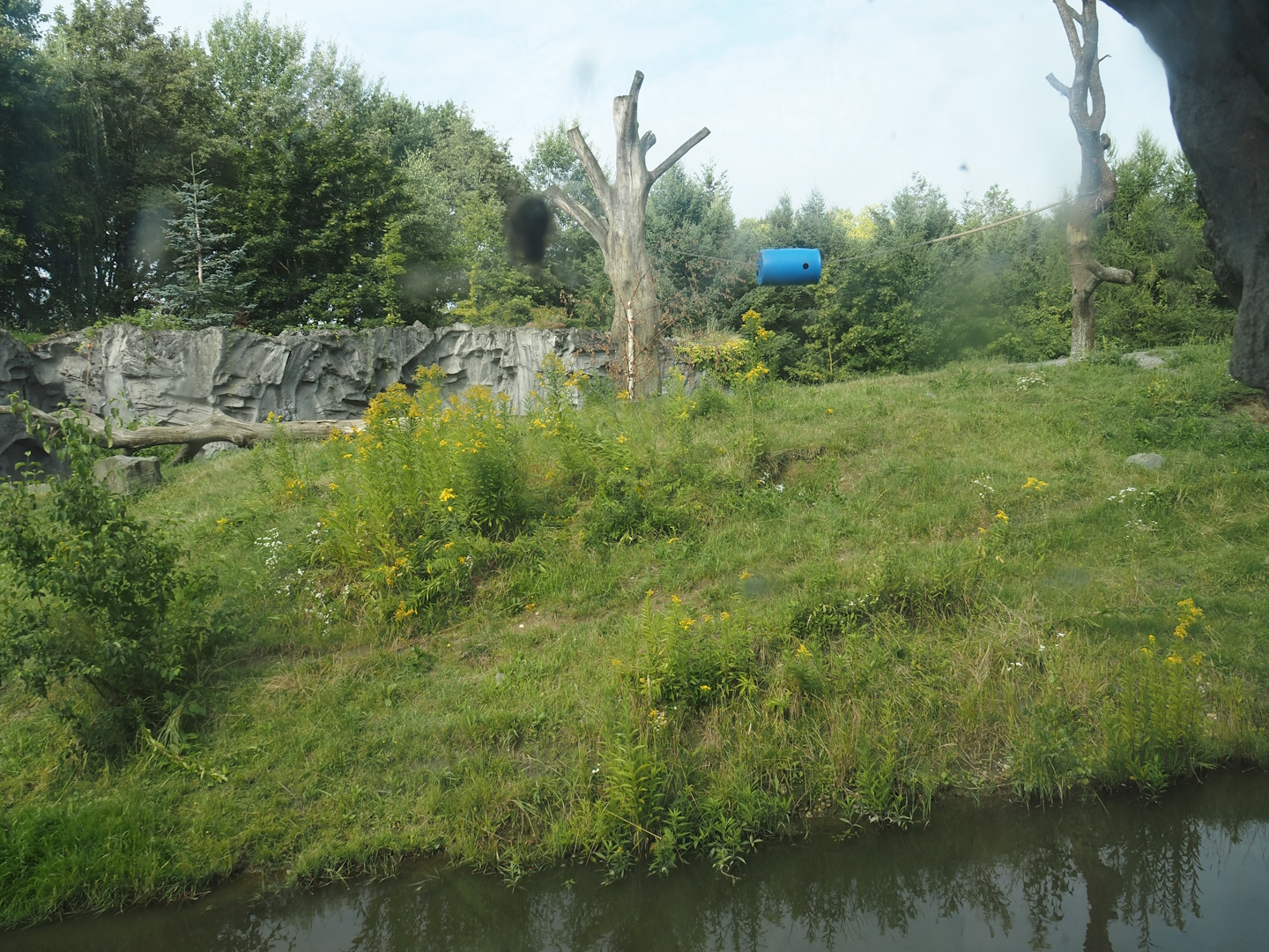 Eurasian brown bear exhibit, 2024-08-05
