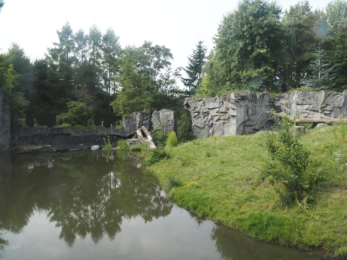 Eurasian brown bear exhibit, 2024-08-05
