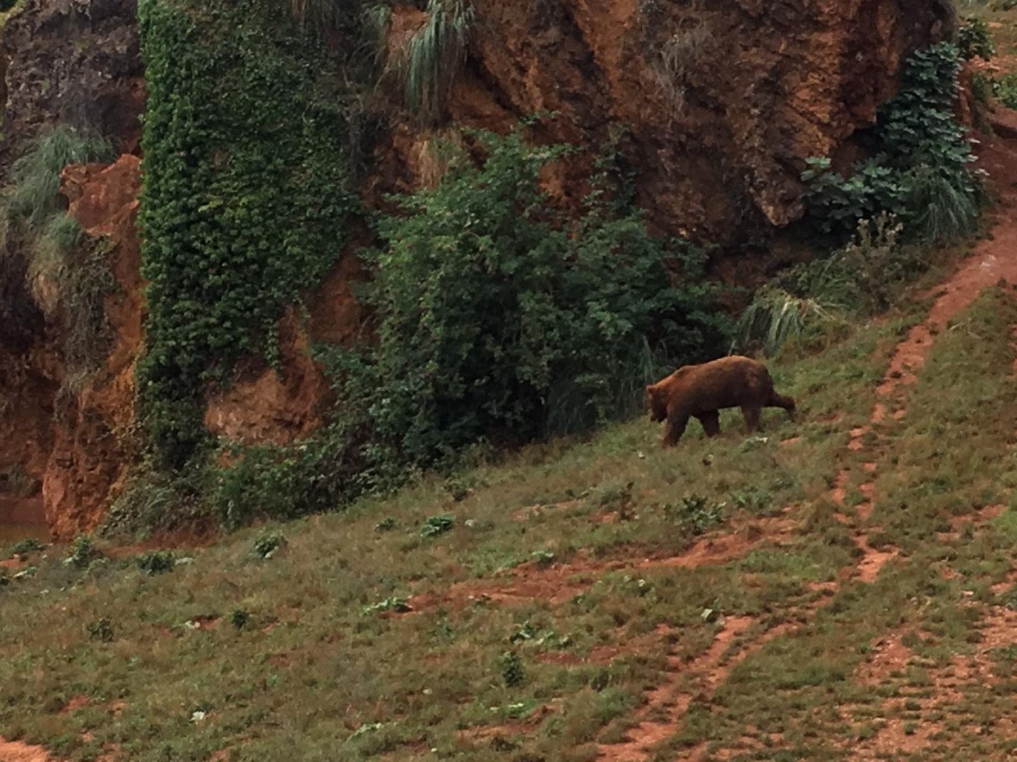Eurasian brown bear exhibit-Cabarceno 2019