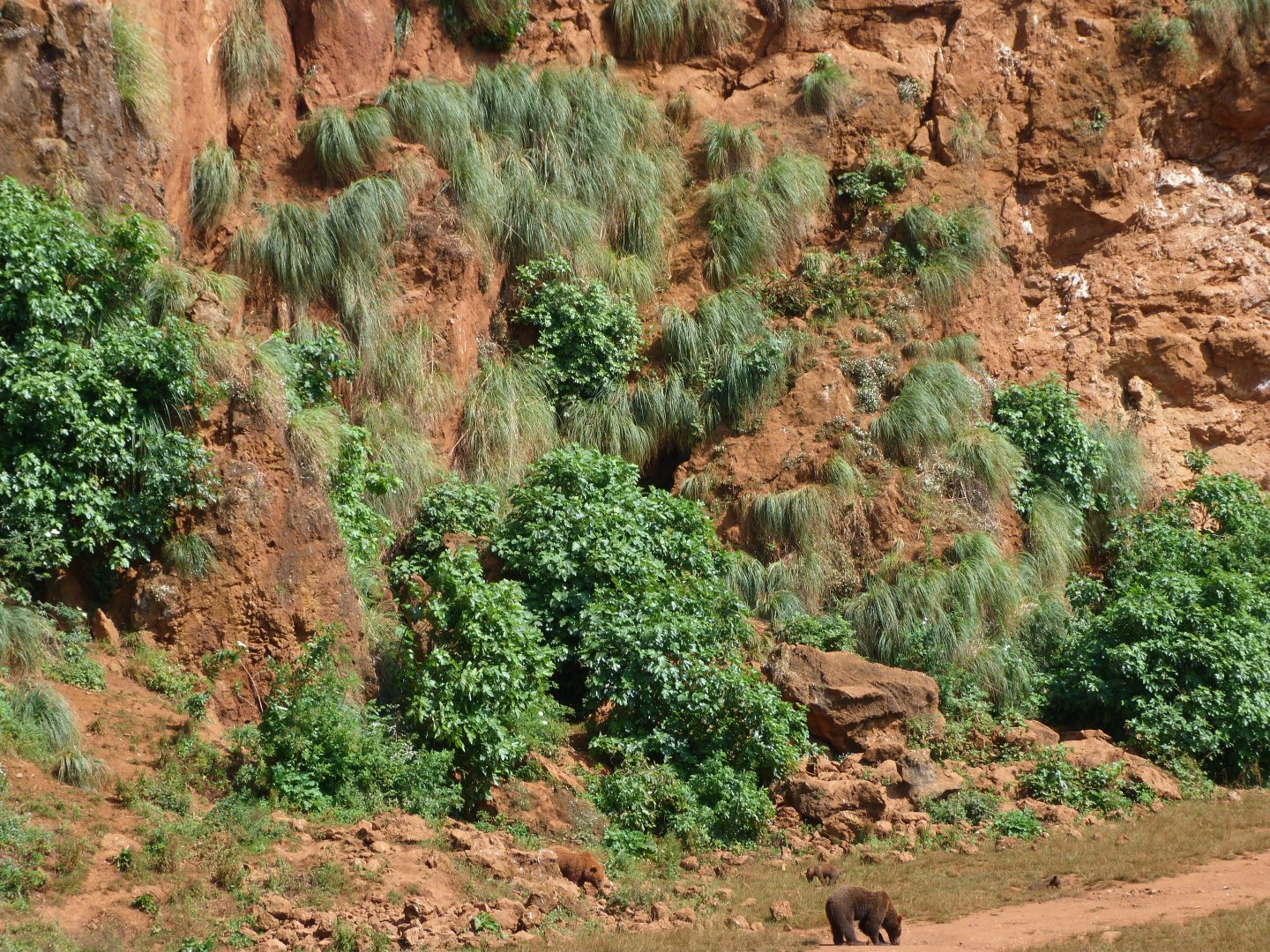 Eurasian brown bear exhibit -Parque de la Naturaleza de Cabárceno (2025)