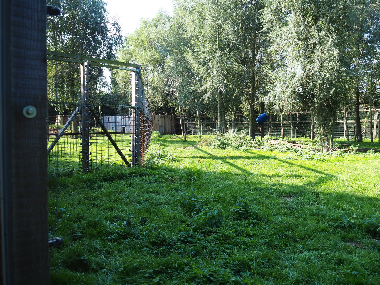 Eurasian brown bear exhibit - Second section, 2020-09-12