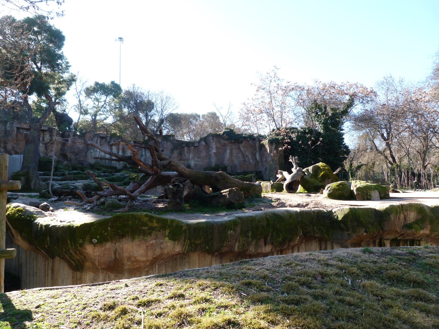 Eurasian brown bear exhibit -Zoo Aquarium de Madrid (2025)