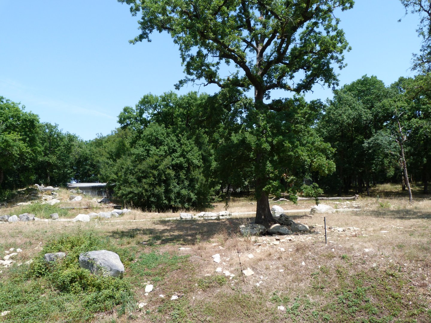 Eurasian brown bear exhibit -Zoodyssée (2025)