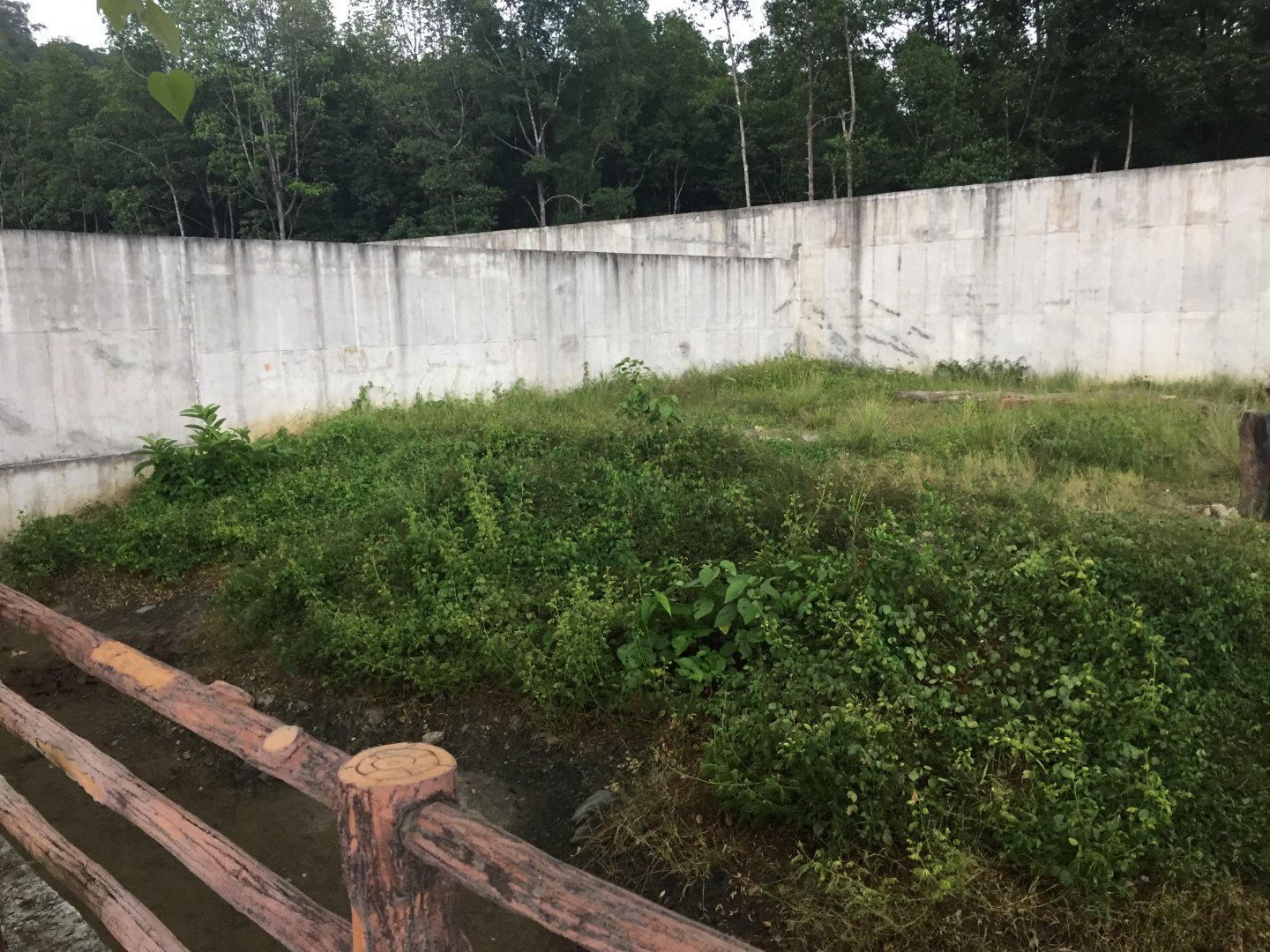Eurasian brown Bear Exhibit