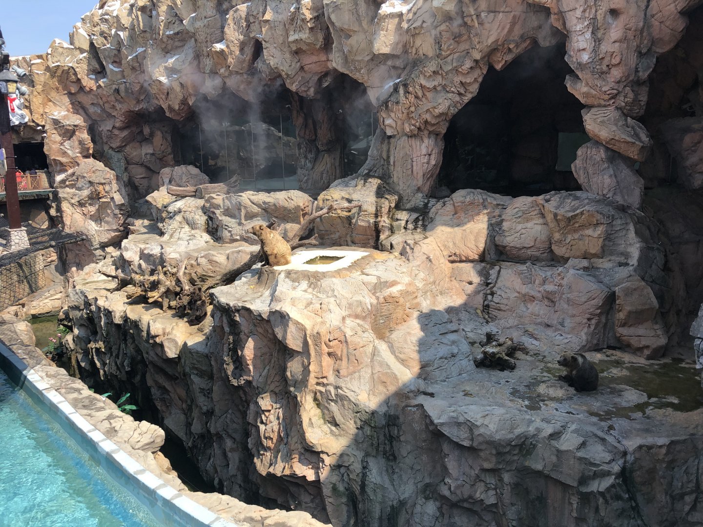 Eurasian Brown Bear Exhibit