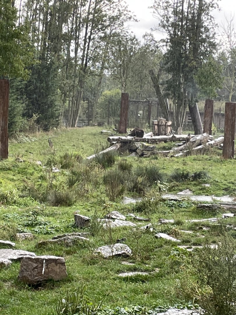 Eurasian brown bear exhibit