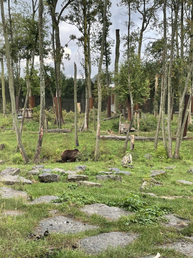Eurasian brown bear exhibit