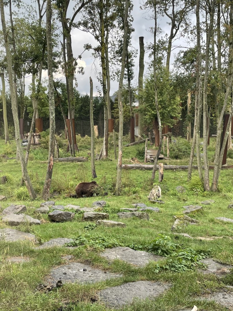 Eurasian brown bear exhibit
