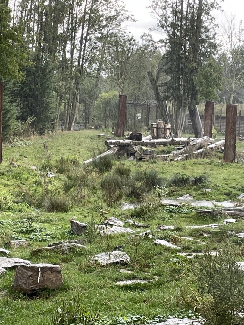 Eurasian brown bear exhibit