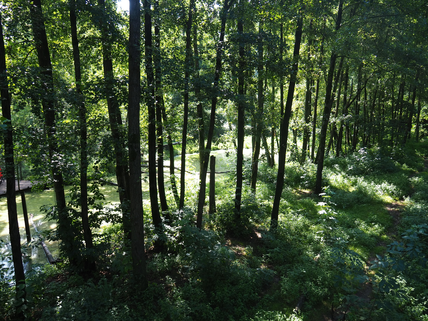 Eurasian brown bear forest, 2019-08-04