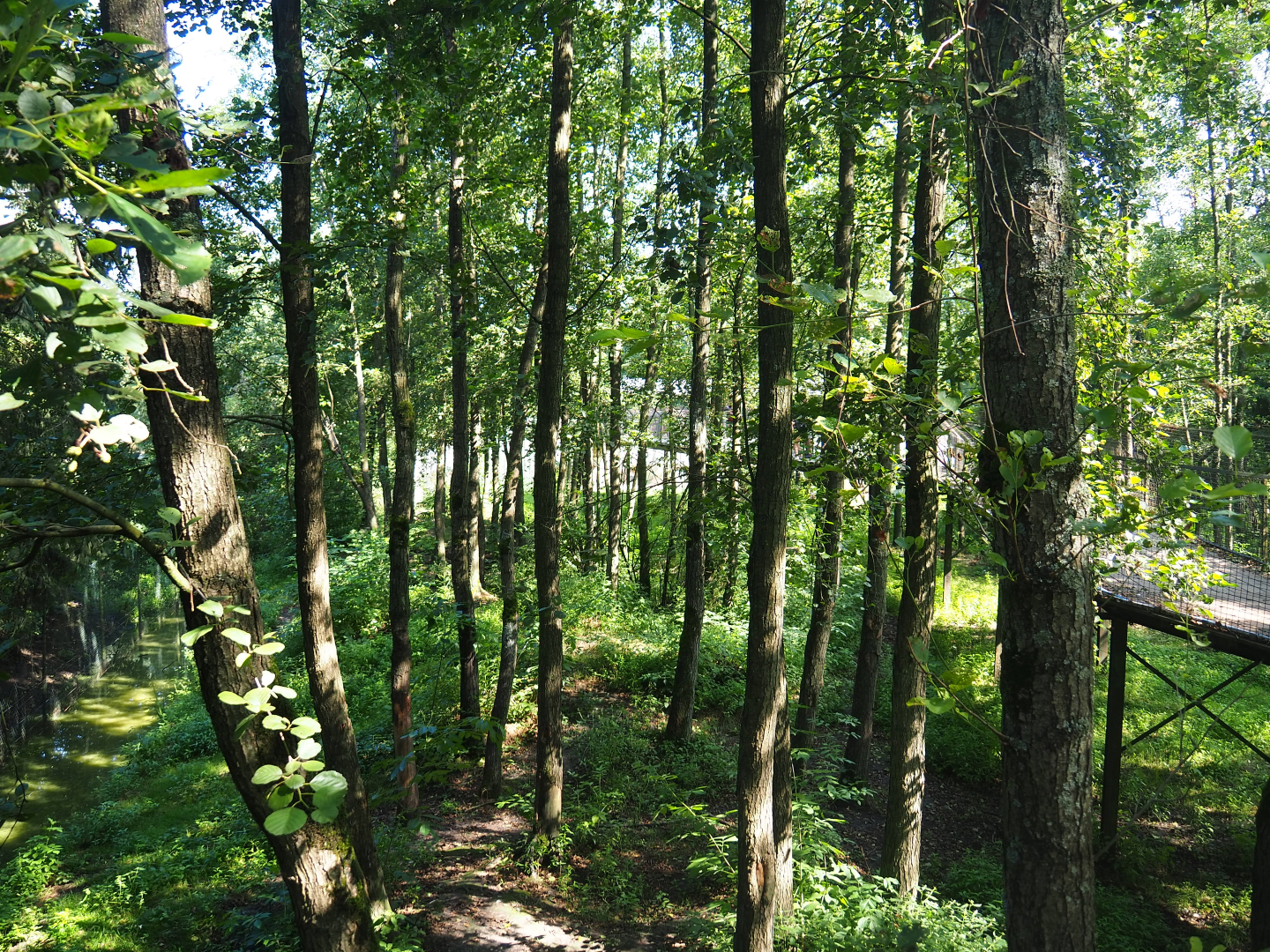 Eurasian brown bear forest, 2019-08-04