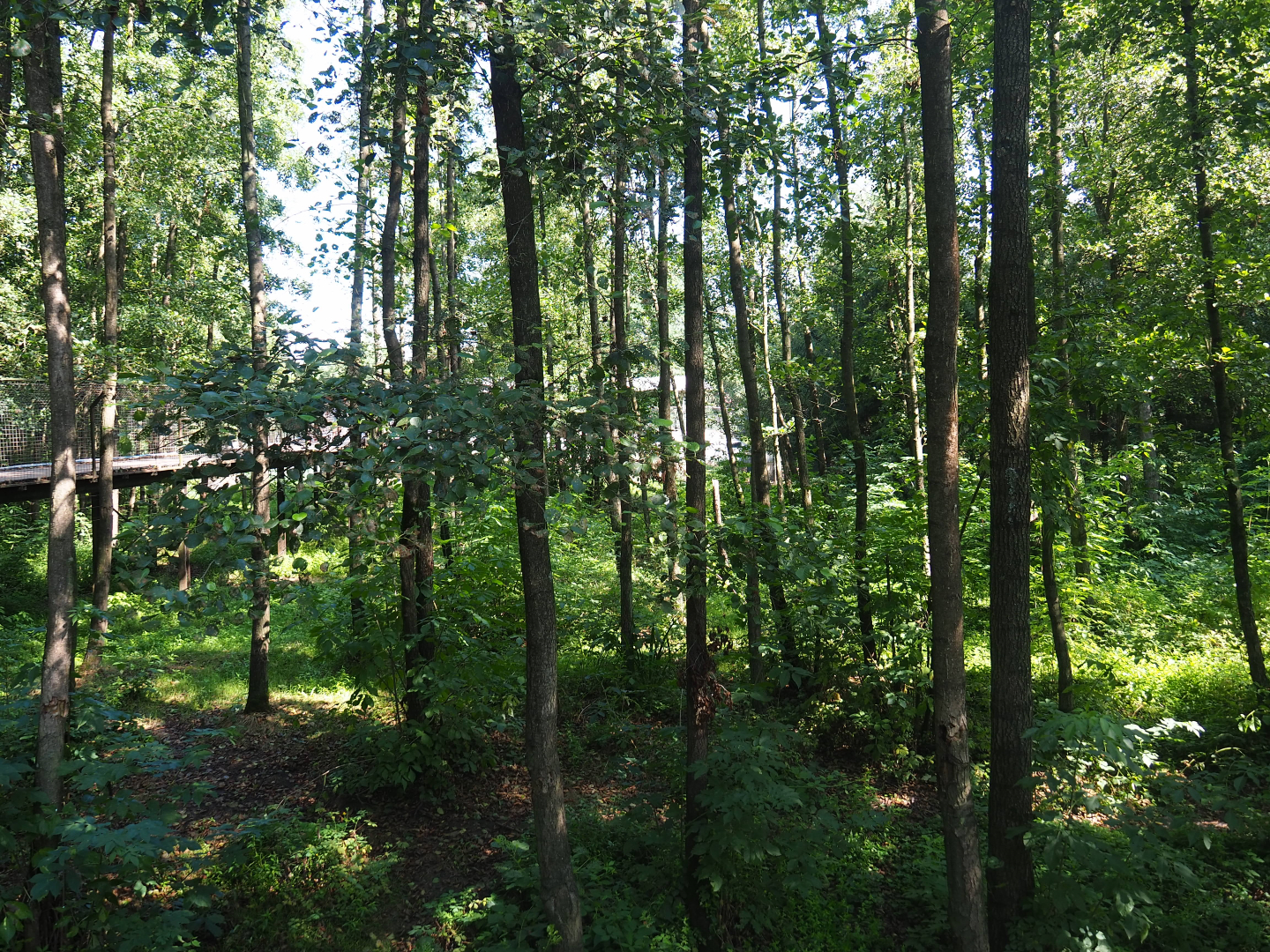 Eurasian brown bear forest, 2019-08-04