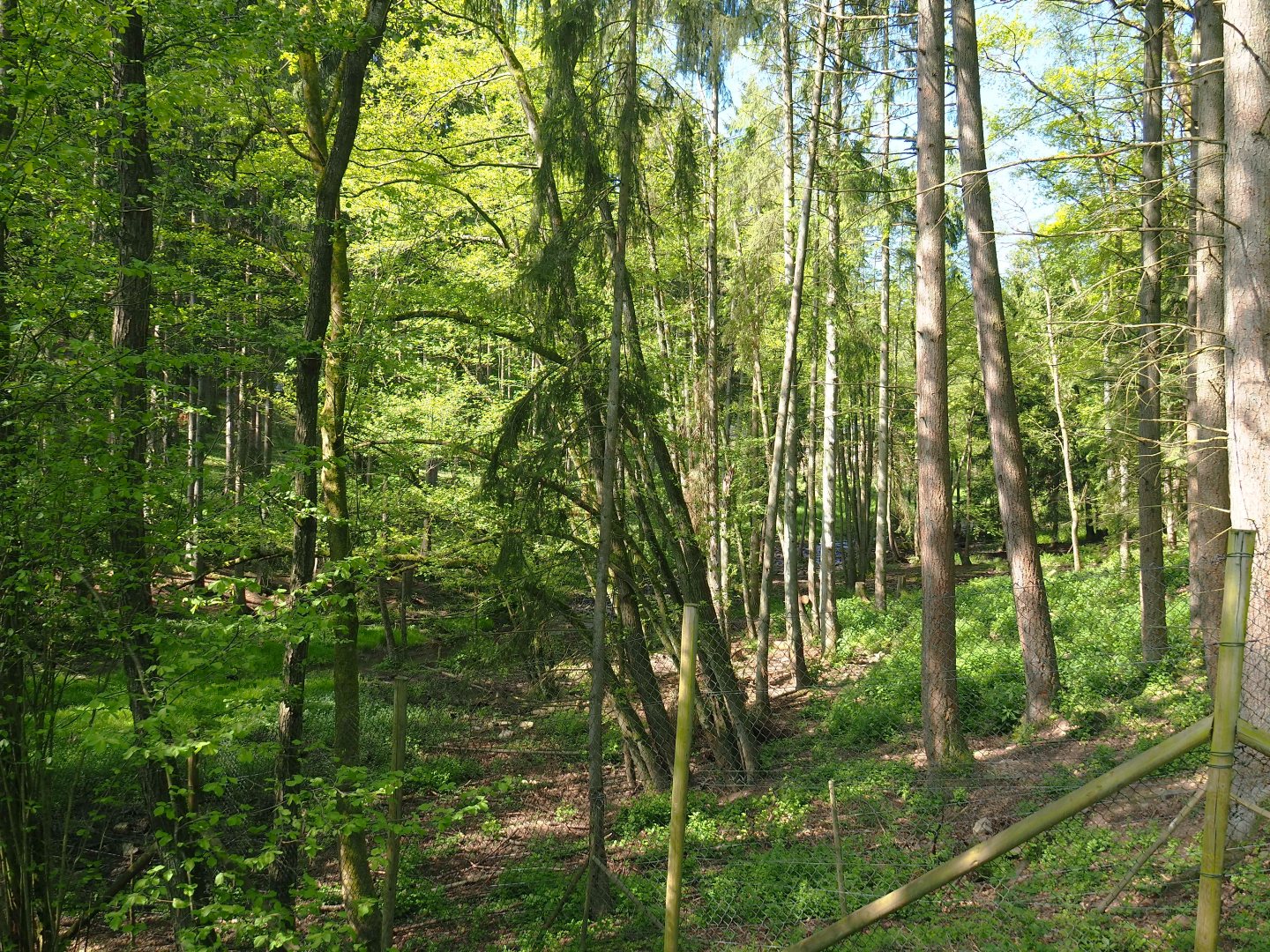 Eurasian brown bear forest, 2021-05-29