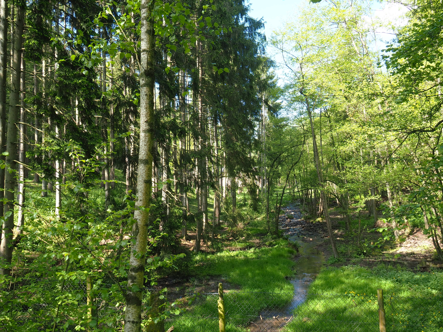 Eurasian brown bear forest, 2021-05-29