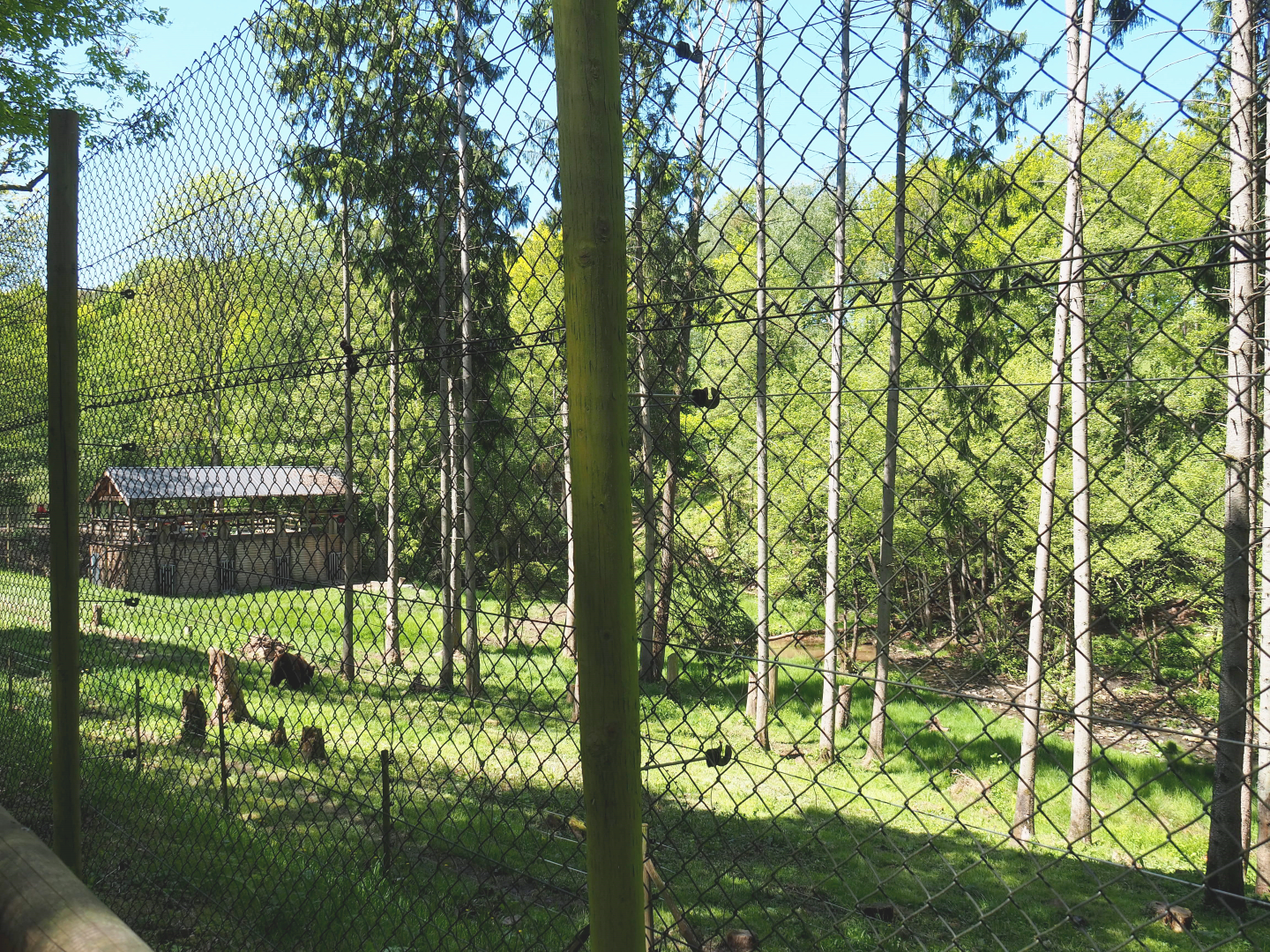 Eurasian brown bear forest, 2021-05-29