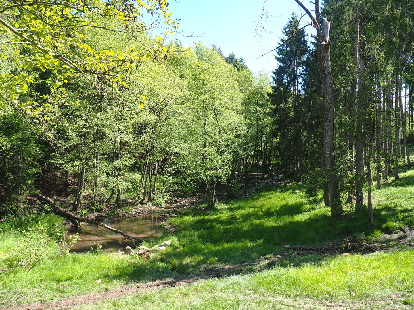 Eurasian brown bear forest, 2021-05-29