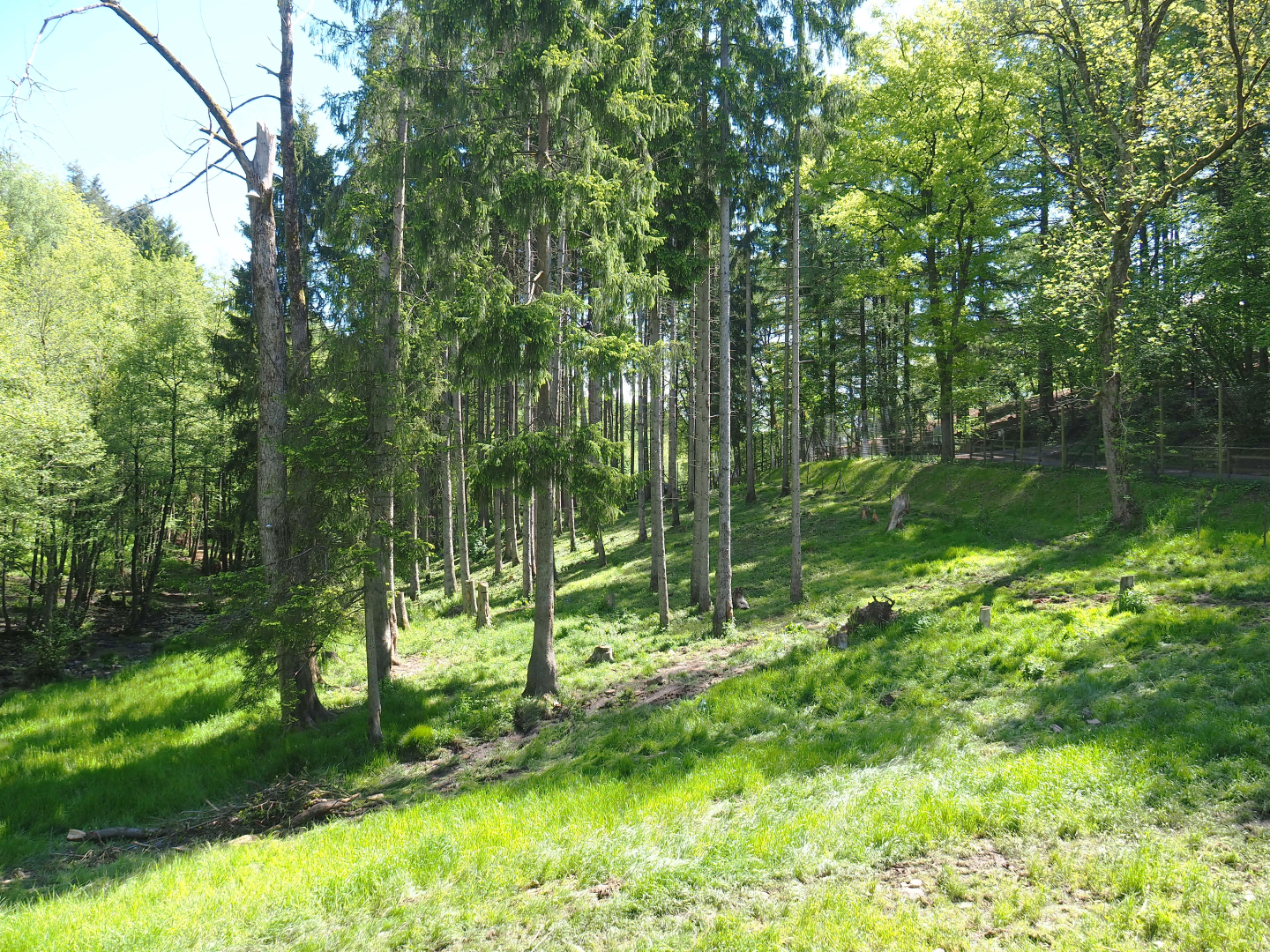 Eurasian brown bear forest, 2021-05-29