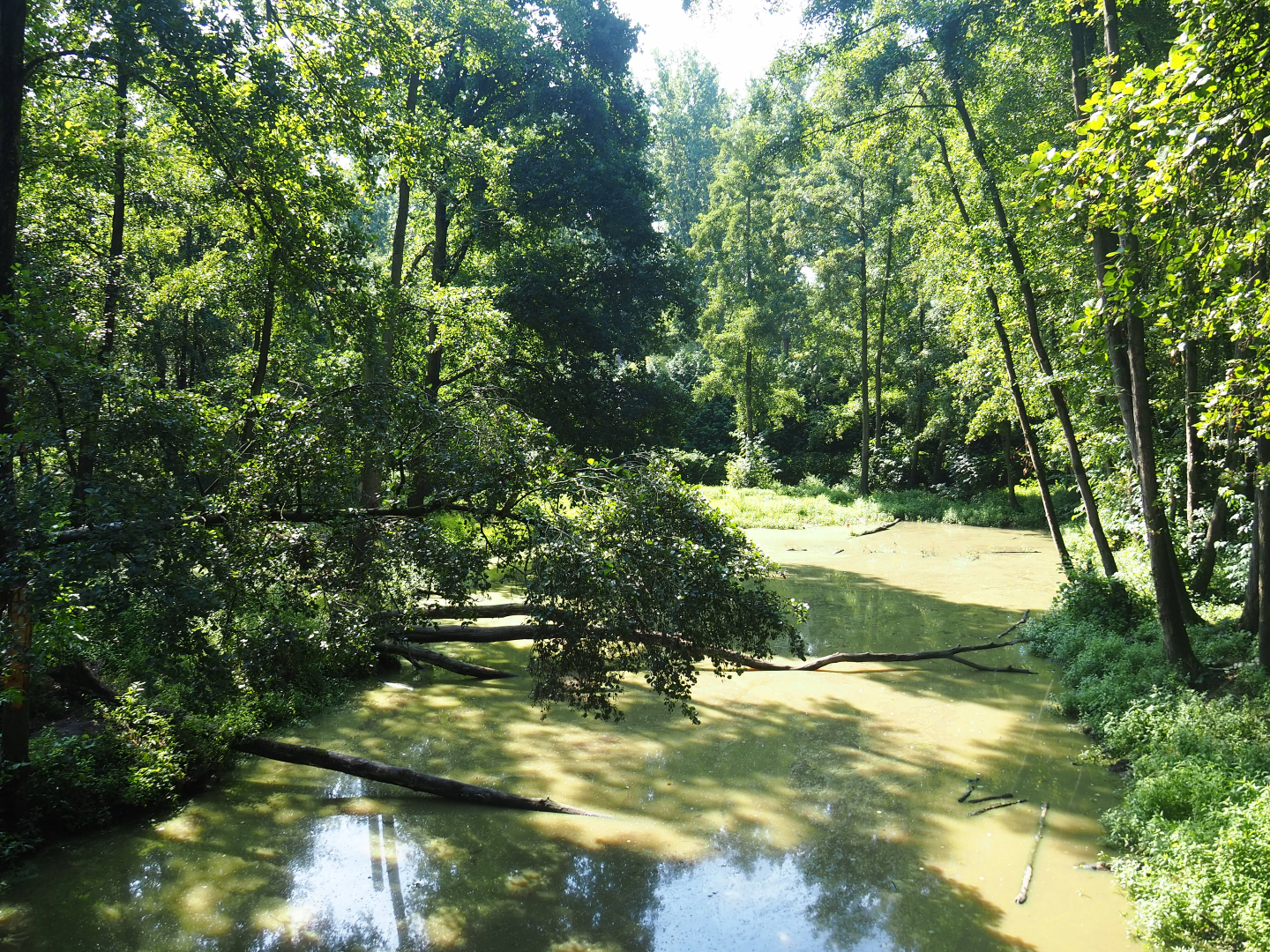 Eurasian brown bear forest - Pool, 2019-08-04