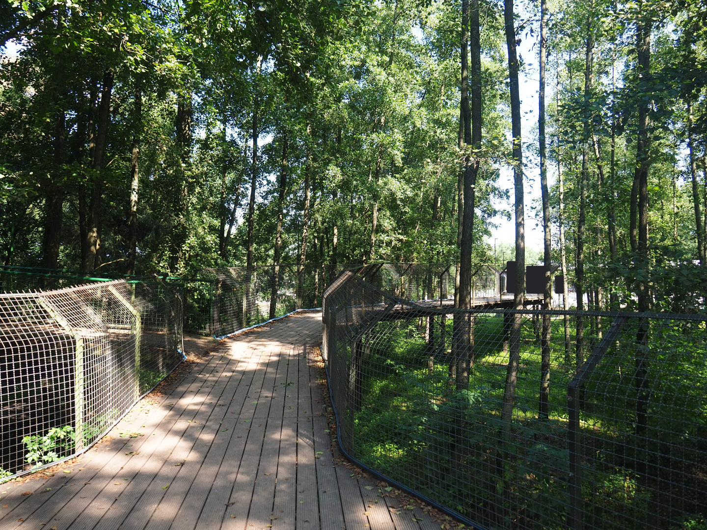 Eurasian brown bear forest viewing bridge, 2019-08-04