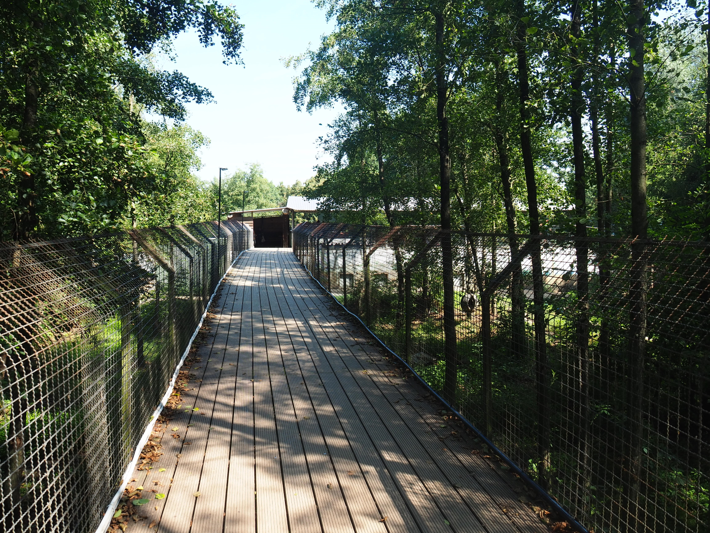 Eurasian brown bear forest viewing bridge, 2019-08-04