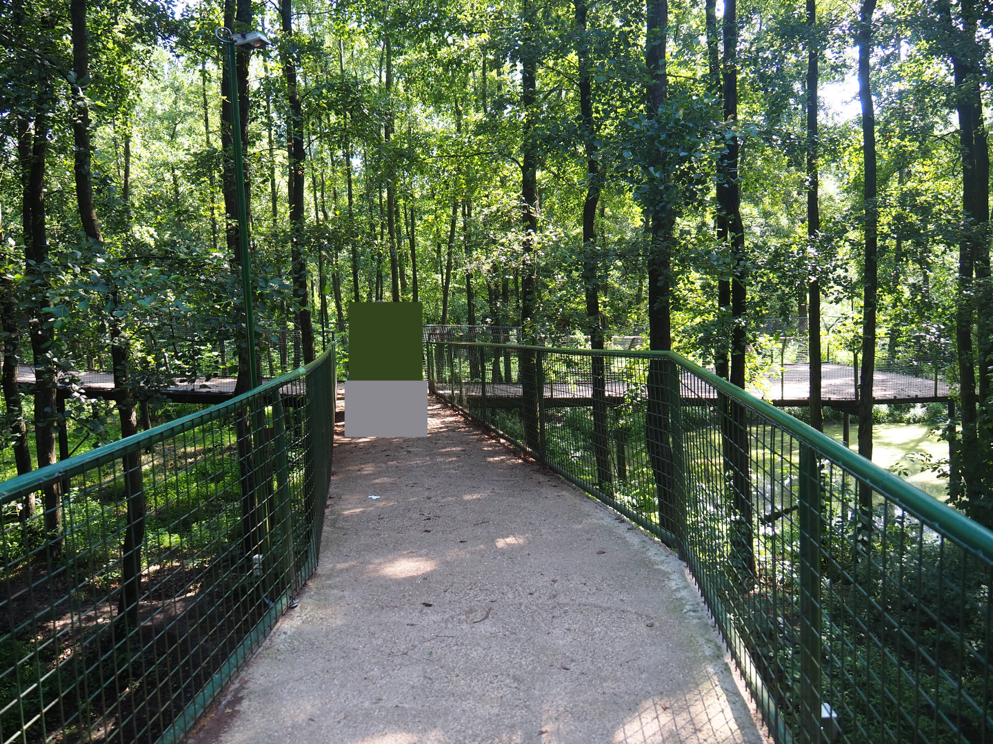 Eurasian brown bear forest walking bridge and viewing areas, 2019-08-04