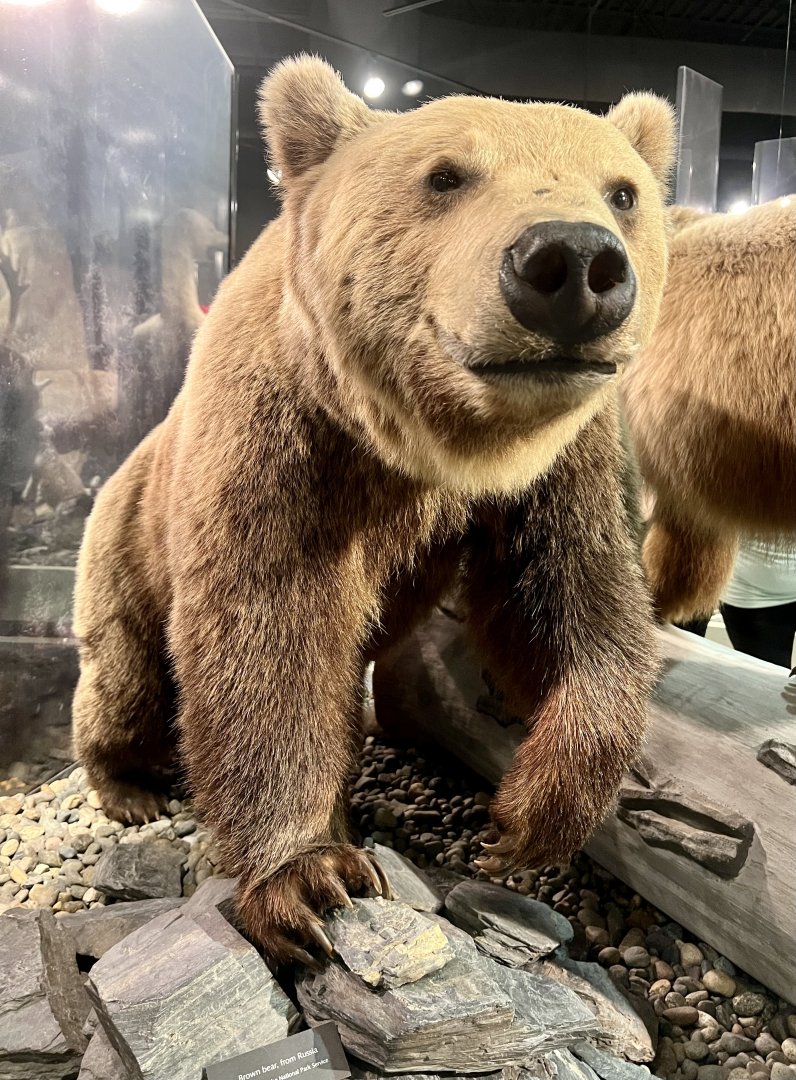 Eurasian Brown Bear from Russia