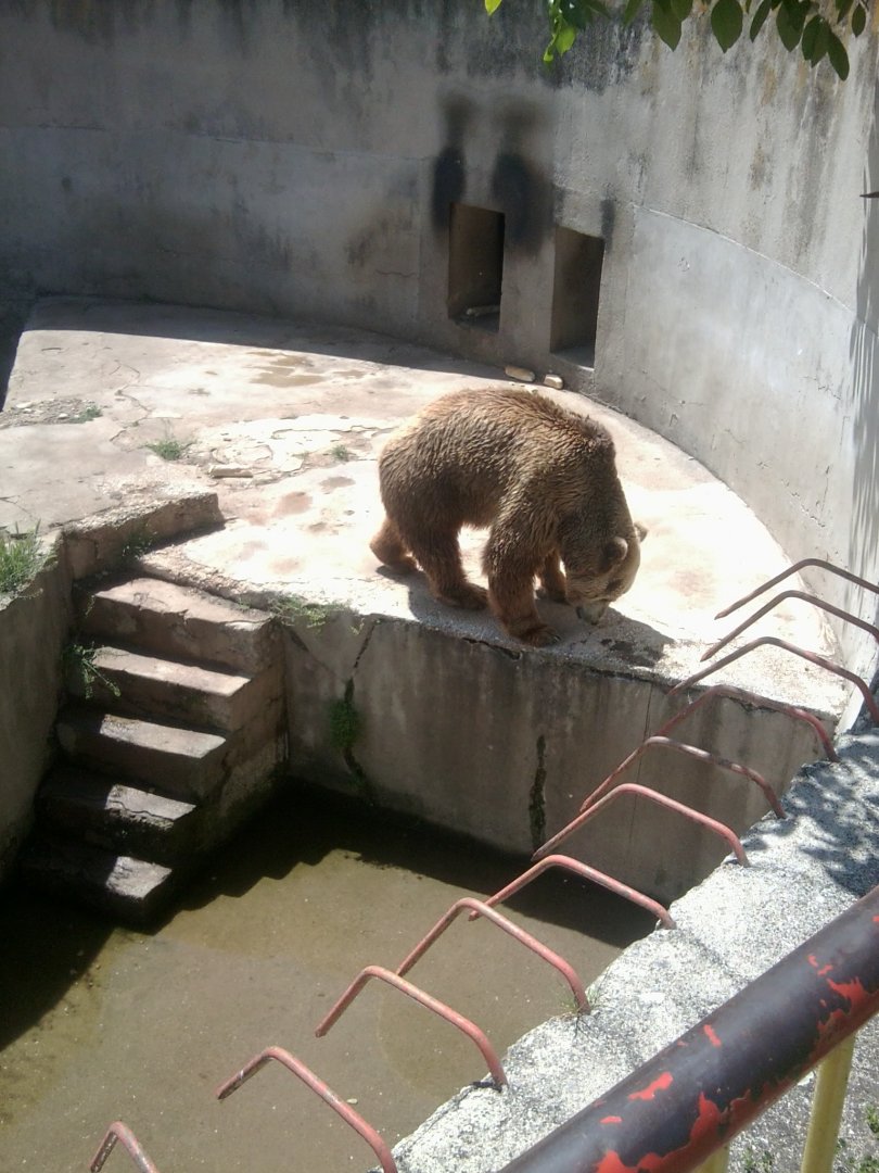 Eurasian brown bear in a bear pit