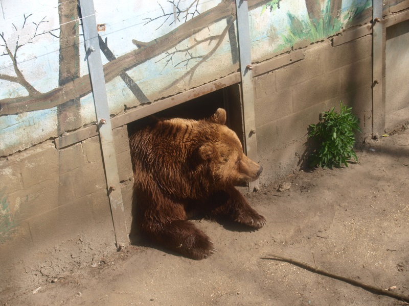 Eurasian brown bear in doorway (April 19th, 2015)