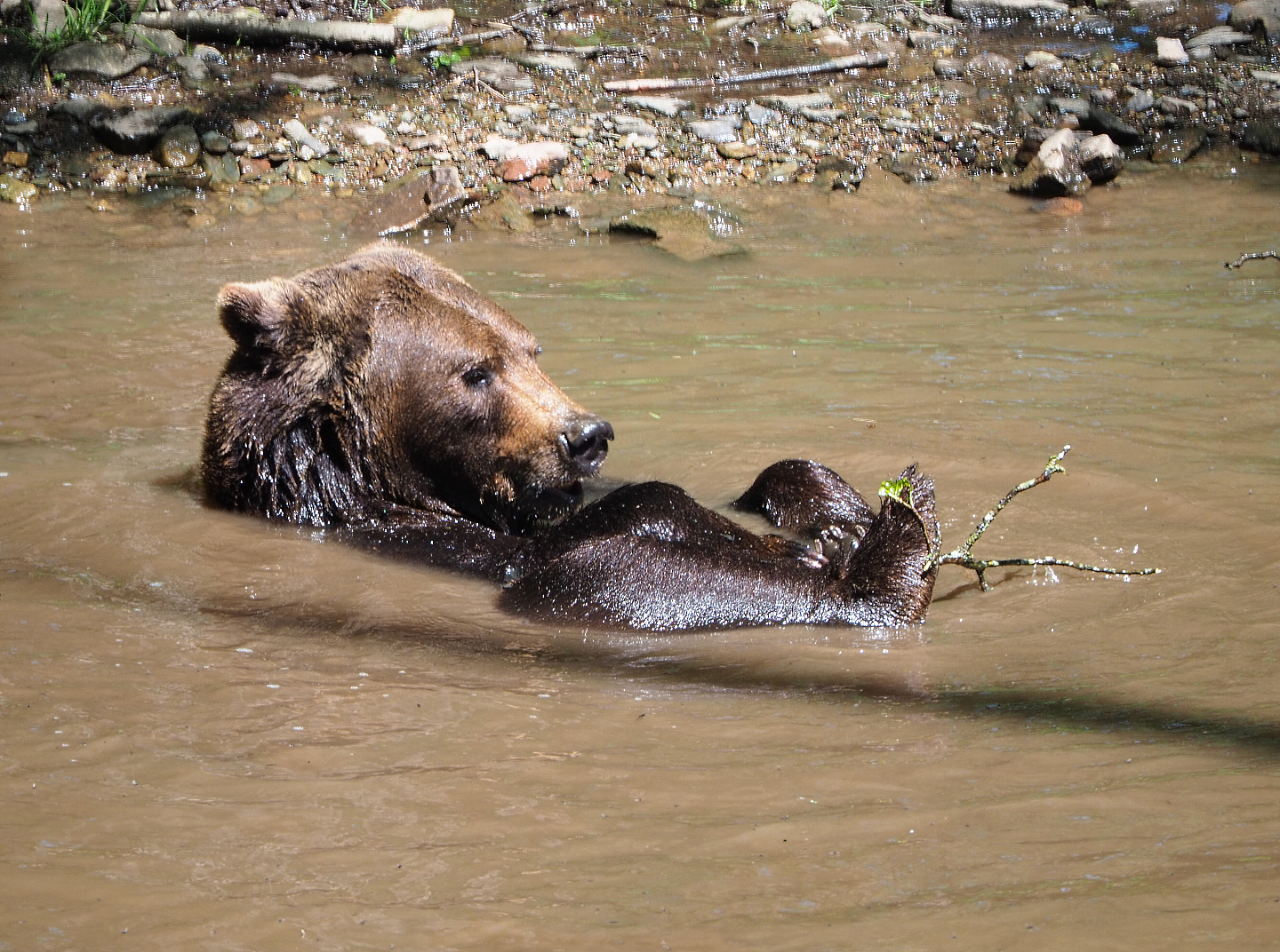 Eurasian brown bear in the pool (Ursus arctos arctos), 2021-05-29
