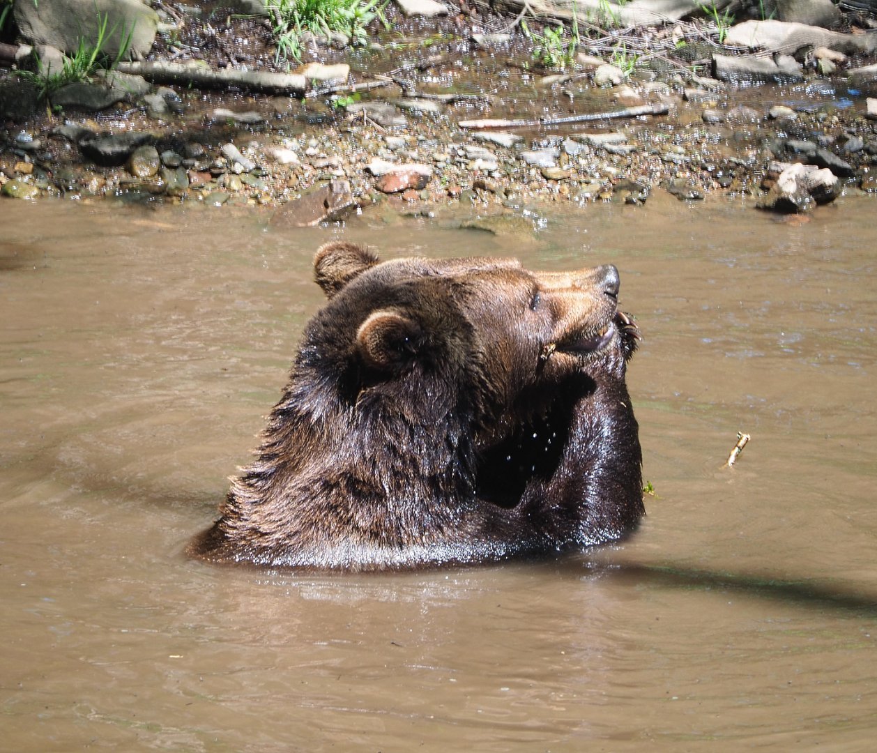 Eurasian brown bear in the pool (Ursus arctos arctos), 2021-05-29
