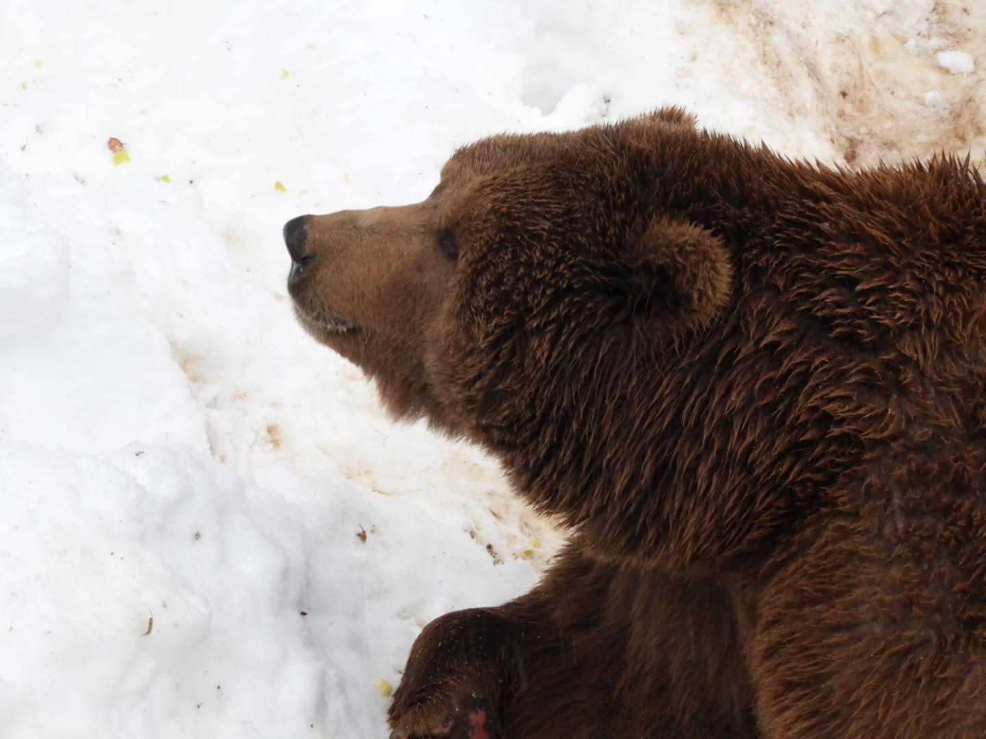 Eurasian brown bear -Lacuniacha (2021)
