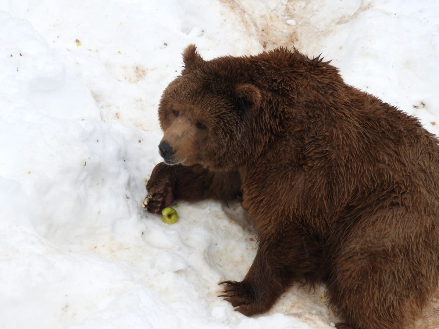 Eurasian brown bear -Lacuniacha (2021)