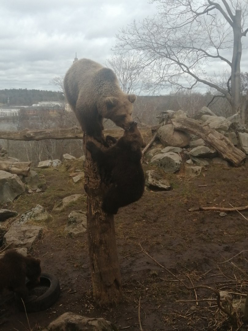Eurasian Brown bear Lill-babbs with one of her five cubs