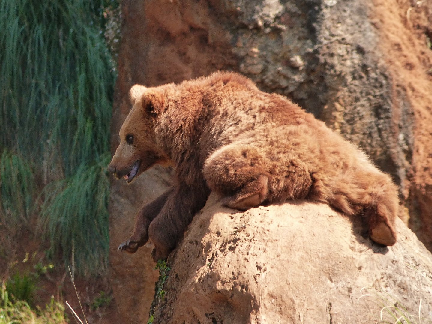 Eurasian brown bear -Parque de la Naturaleza de Cabárceno (2025)