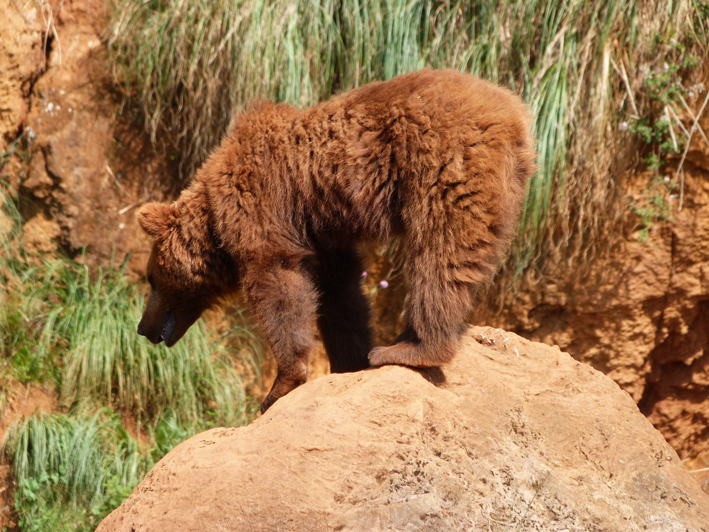 Eurasian brown bear -Parque de la Naturaleza de Cabárceno (2025)